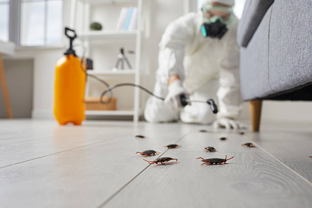 Commercial Kitchen Cockroach Control in Velda City